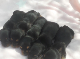 *OUTSTANDING QUALITY MINIATURE DACHSHUND *