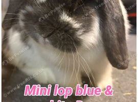 Beautiful blue & white mini lip Doe