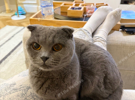 Stunning un-neutered female scottish fold for rehoming