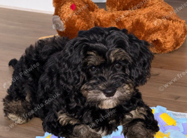 Gorgeous tiny toy cockapoo puppy