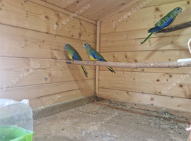 neophema splendida