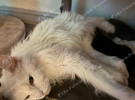 6 beautiful Maine coon kittens