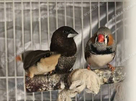 Bengalese & zebra finches for sale