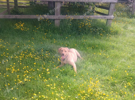 Chunky lovely labrador girl looking for new home