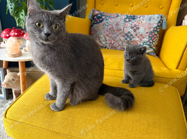 10week old girl BSH