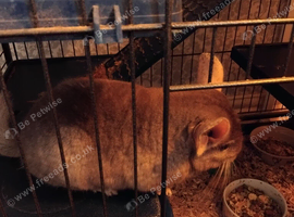 2 boy chinchillas