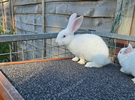 8 week old pure  New Zealand for sale
