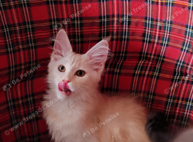 Stunning Russian bloodline kittens