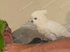 Stunning cheeky cockatoo