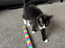 Felix for rehome