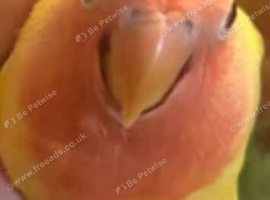 Baby Lutino lovebird