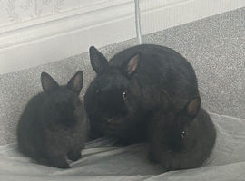 Netherland dwarf rabbits
