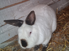 Male Himalayan rabbit
