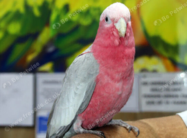 Baby Galah Cockatoo Fully Hand Reared, he is around 5 months old young baby very friendly bird. he is very good talker, he is making sounds and trying