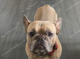 Kc French bulldog