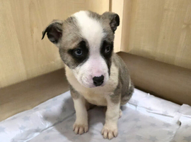 Cute pups for sale