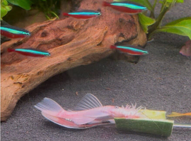Snow white mature male
