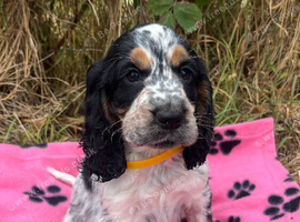 Show type cocker spaniel puppies