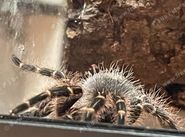 Chaco golden knee tarantula