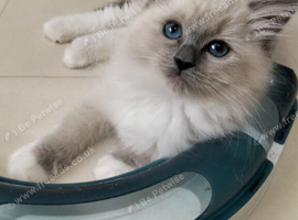 Super star ragdoll kittens