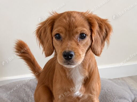Cavapoo x