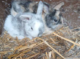 5 Plush lop x mix breed
