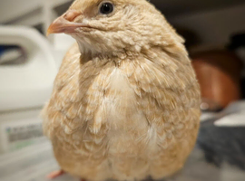 Coturnix (Japanese) Quail