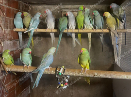 Ringnecks cocktail lovebirds