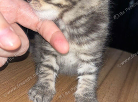 Beautiful mixed breed kittens due in 2 weeks