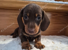 Miniature dachshund puppies