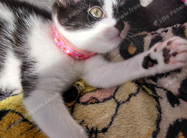 Rehome cat