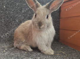 Male dwarf Lops