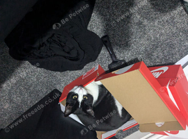 Cat to good home