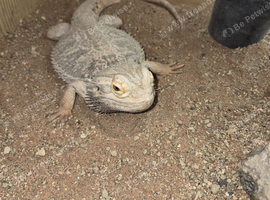Male bearded dragon plus viv