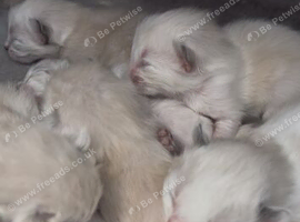 Ragdoll&rsquo;s