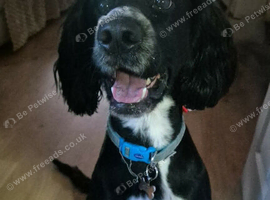 Male cockapoo