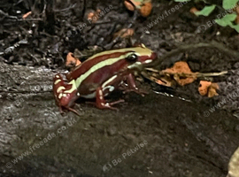 Epipedobates anthonyi Santa Isabell breeding group dart frog
