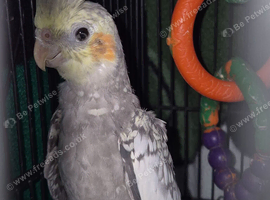 Baby cockateals