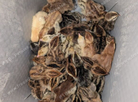Coturnix quail chicks
