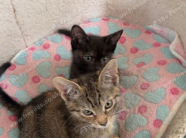 2 female kittens