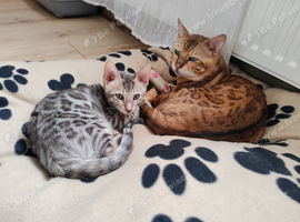 Bengal kittens - last black collar boy available