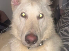White German Shepard