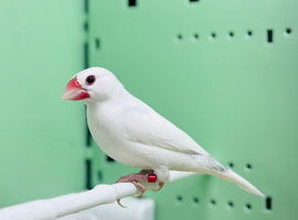 Java finches