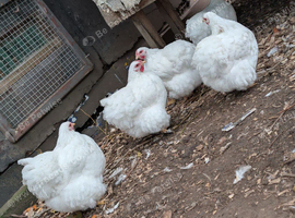 Show Chickens