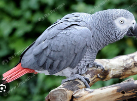 African gray wanted Nottingham
