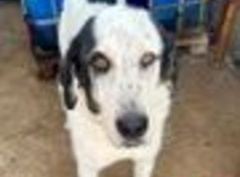 Urgent rehoming - LUKE