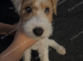 18 week old female patterdale terrier
