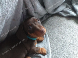 Miniature dachshund