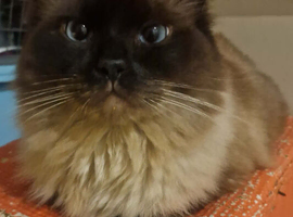 Male Neutered Ragdoll