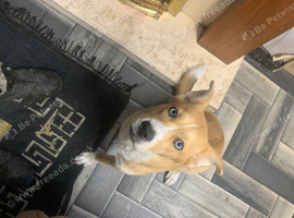 28 week old Bullmastiff x Siberian husky